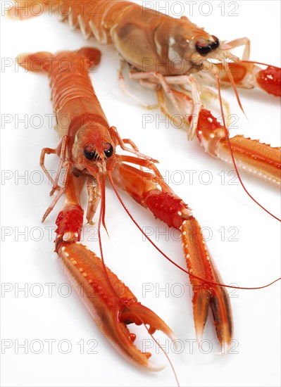 Dublin bay shrimp or Norway lobster