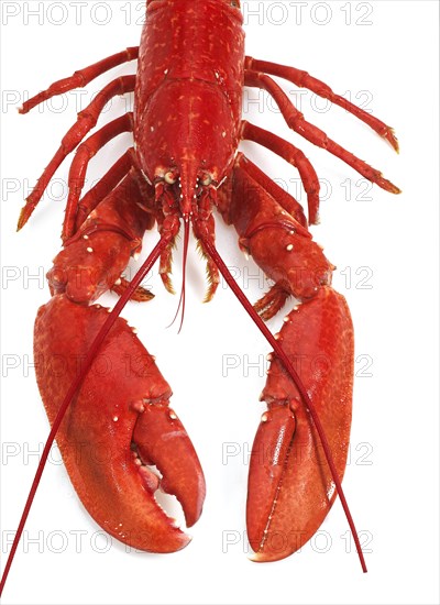 Lobster