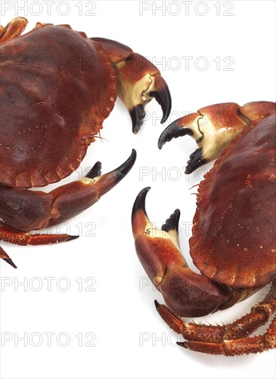 Edible crab