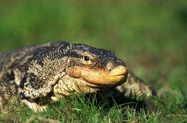 Water Monitor