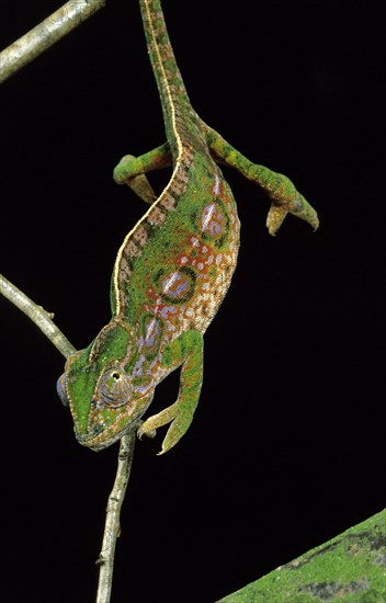 Jeweled chameleon