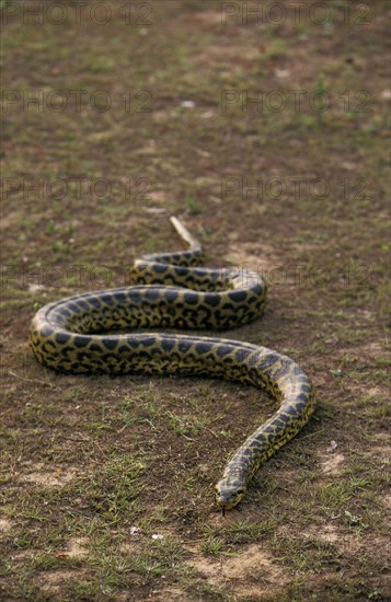 Green common anaconda