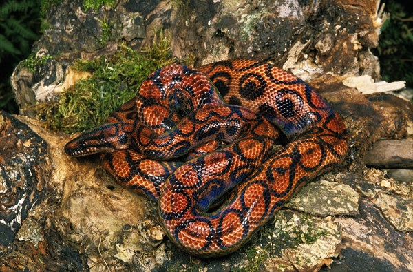 RainBow Boa