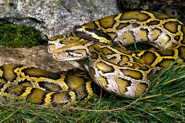 Indian python