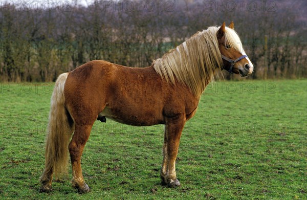 HAFLINGER PONY