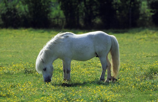 SHETLAND PONY