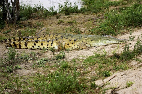 Orinoco Crocodile