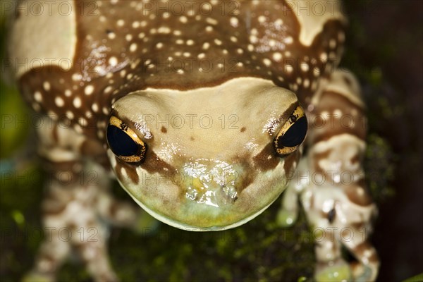 AMAZON MILK FROG