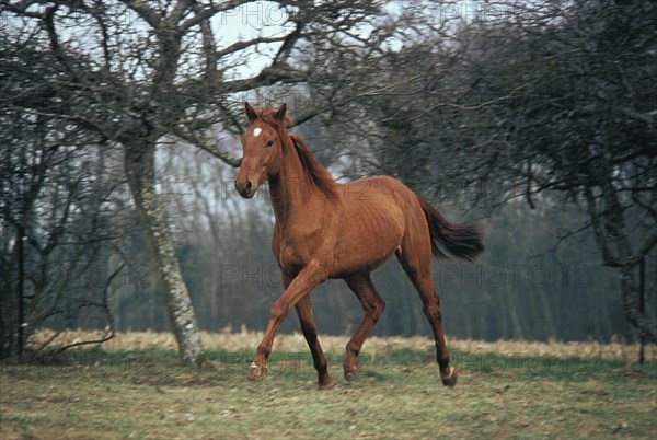 SELLE FRANCAIS HORSE