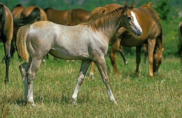 Anglo-Arabian horse