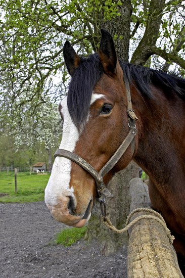 Cob Normand horse