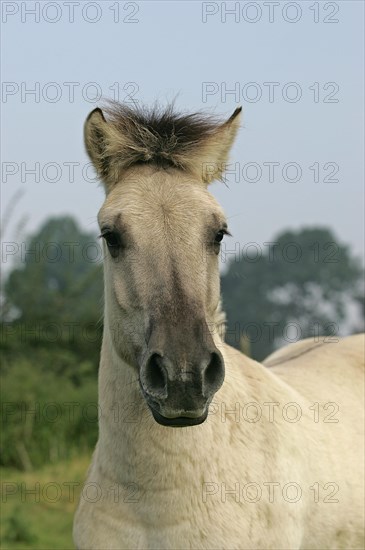 Norwegian Fjord Horse