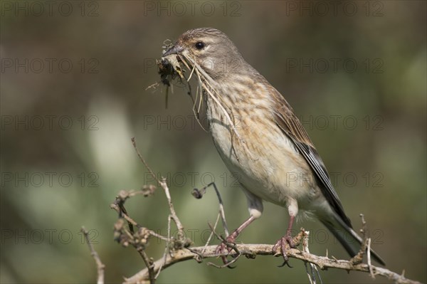 Linnet