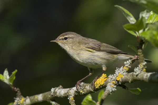 Common chiffchaff