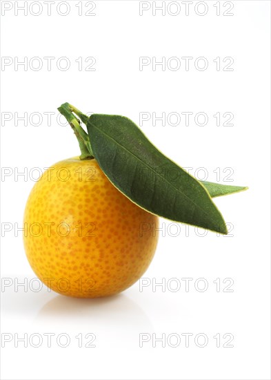 Kumquat