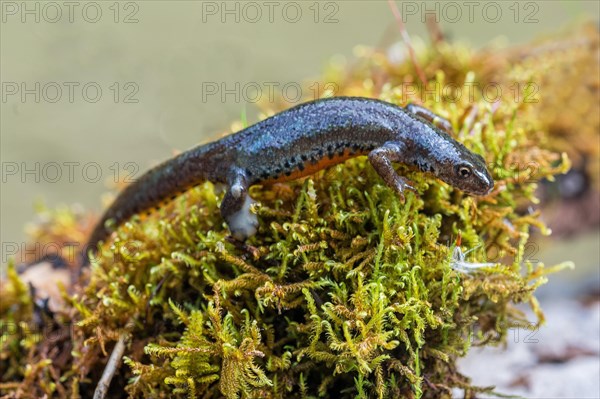 Alpine newt