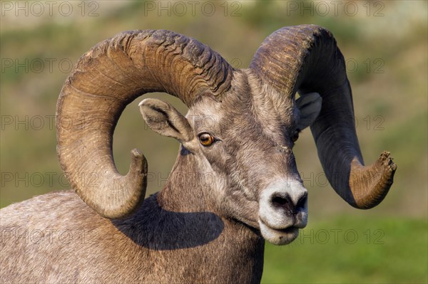 Bighorn sheep