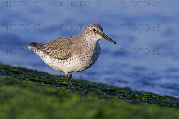 Red Knot