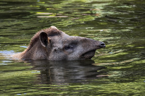 South American tapir