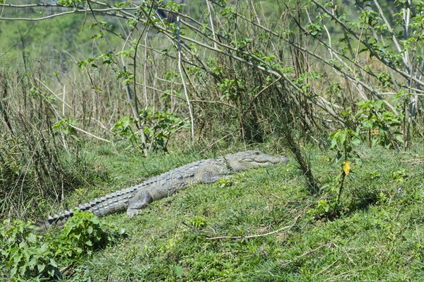 Mugger crocodile