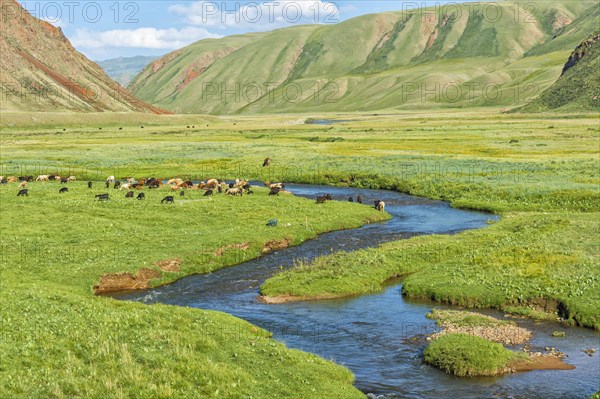 Flock of sheep grazing by the mountain river