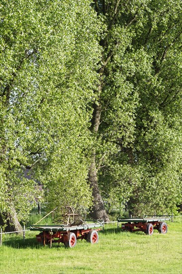 Agricultural trailers in front of black poplars