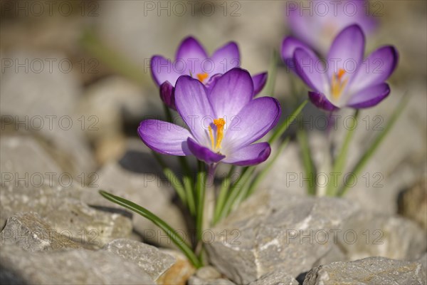 Woodland crocus