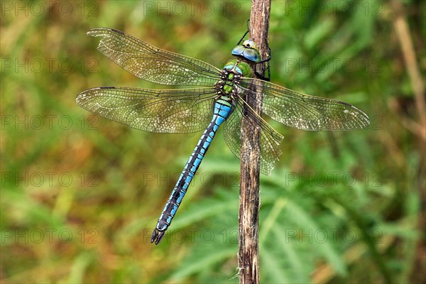 Large damselfly