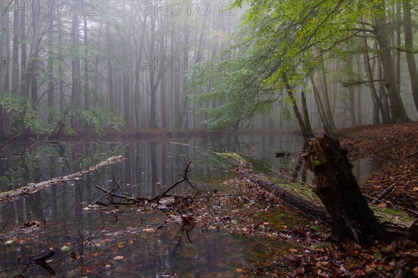 Jasmund National Park