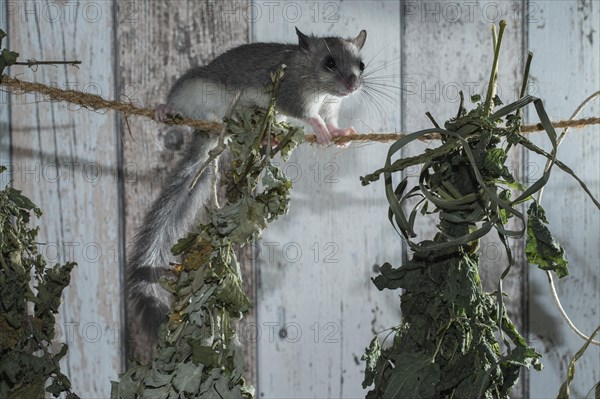 Fat Dormouse