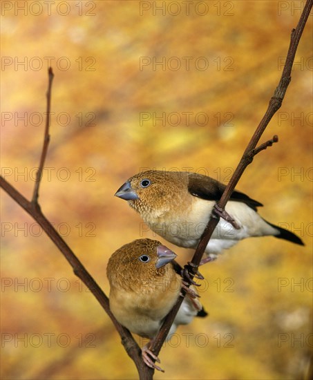 African Silverbill