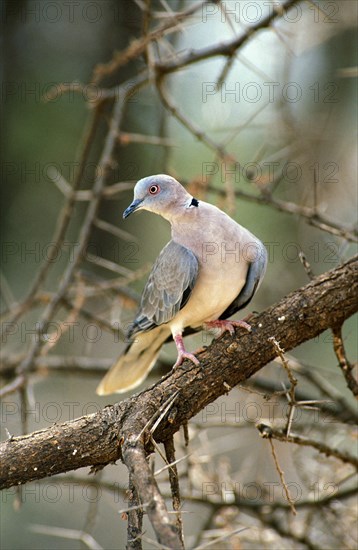 African Mourning Dove