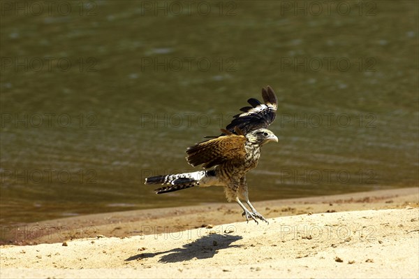 Yellow headed caracara