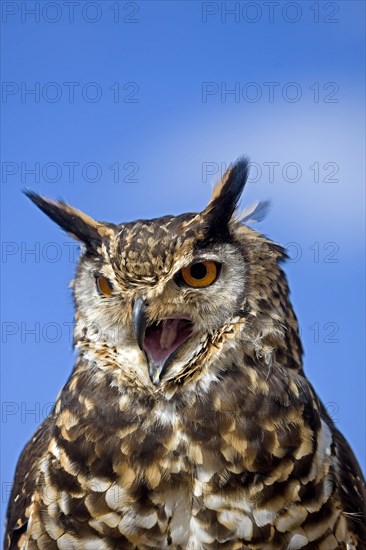 Cape Eagle Owl