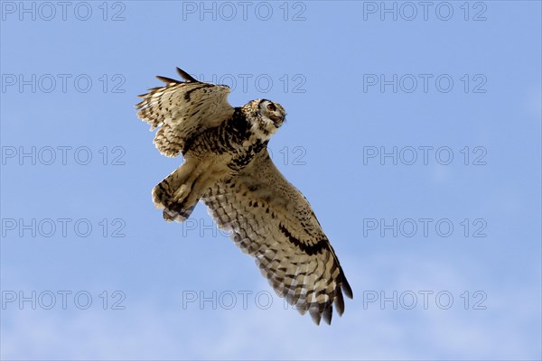 Cape Eagle Owl