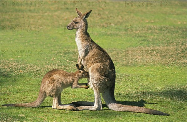 Eastern Grey Kangaroo