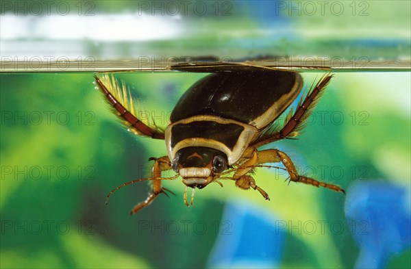 Great diving beetle