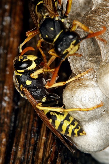 Common wasp