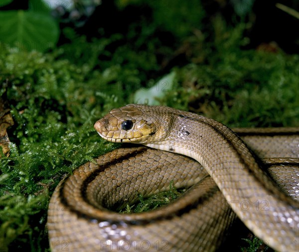 Ladder snake