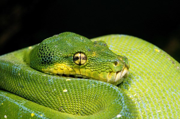 Green tree python