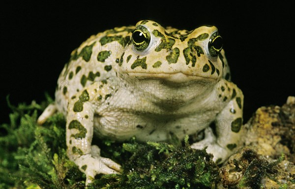 European green toad