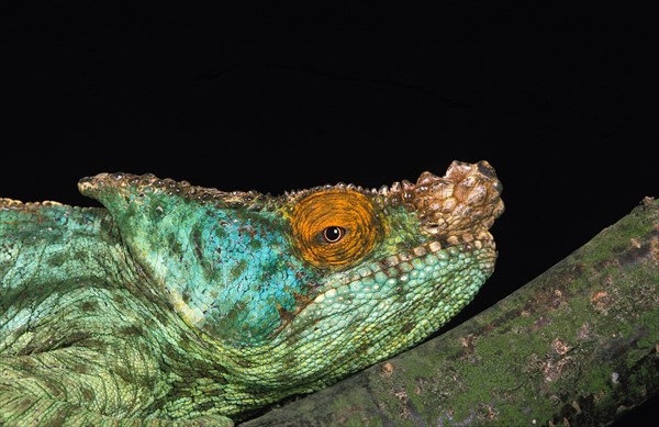 PARSON'S CHAMELEON chamaeleo parsonii