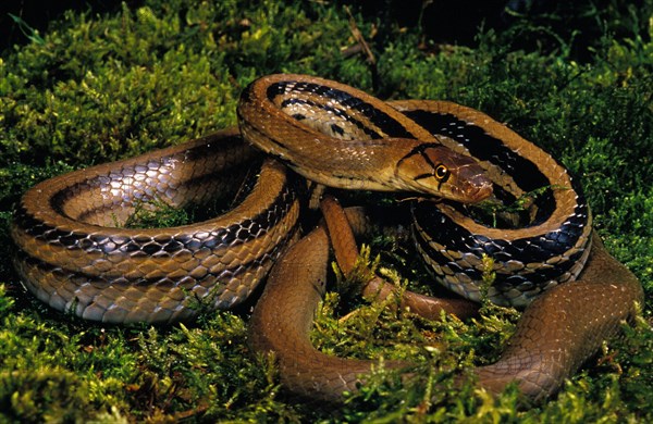 Copperhead rat snake