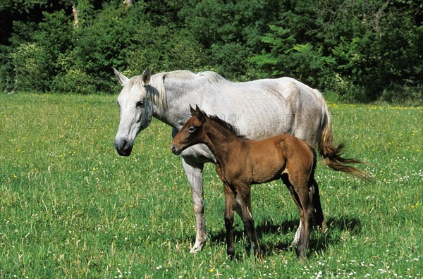 Lusitano horse