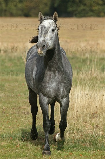 Lusitano stallion