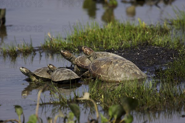 Side-necked turtle