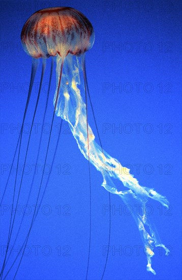 Purple-Stripped Jellyfish