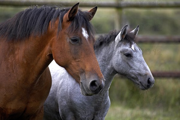 Connemara Pony