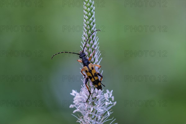 Spotted longhorn