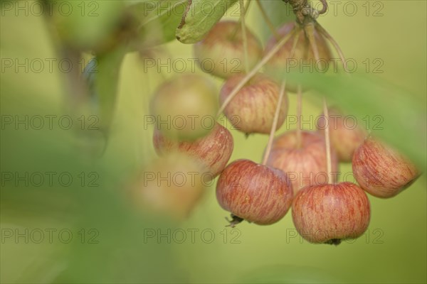 Crab apple